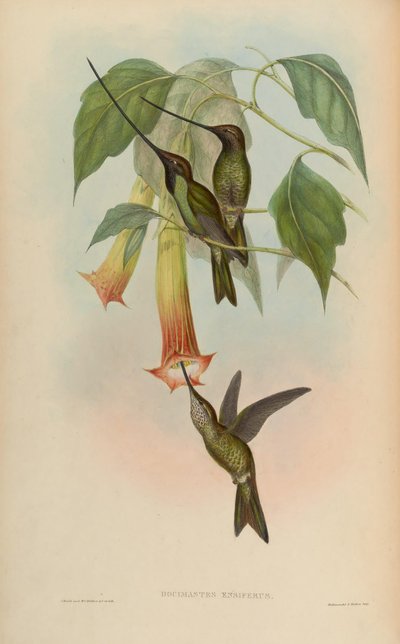 Docimastes ensiferus = Ensifera ensifera - John Gould